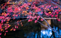 男人gaysolochinese